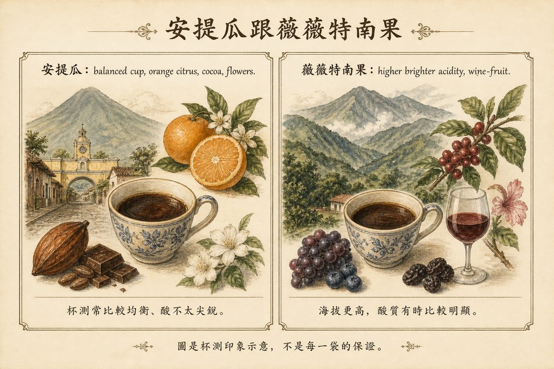 杯測印象比較：安提瓜常呈現均衡風味，薇薇特南果的酸質有時較明顯